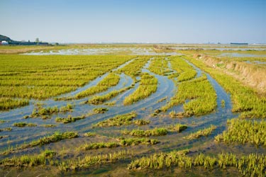Poorly drained farm field